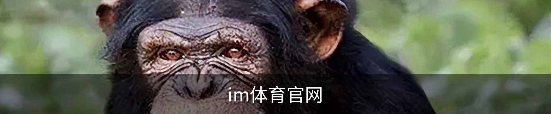 im体育官网